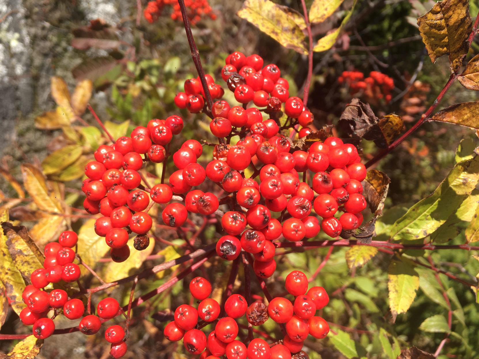 Mountain ash berries